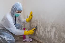 Best Asbestos and Lead Testing During Mold Inspection in Newton, IL